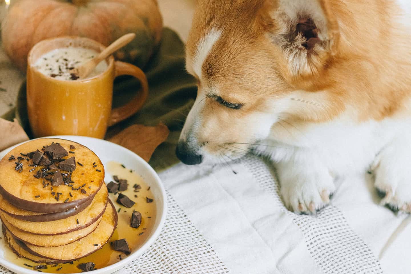 What Causes Chocolate Poisoning in Dogs Chew Test