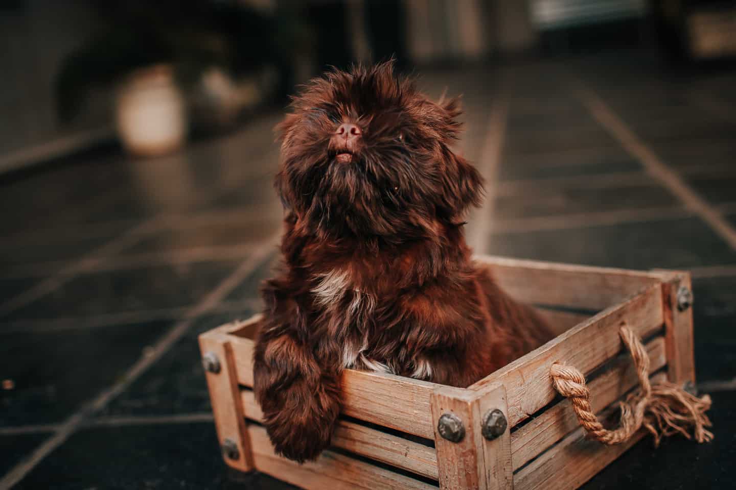 Dog Toy Boxes Are Important Chew Test